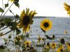 beach sunflowers fuzzy small for forums.JPG