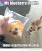 funny-pictures-blueberry-muffin-looks-like-dog.jpg