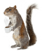 squirrel.png