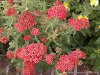 yarrow.jpg