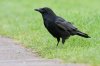 carrion-crow-5529-lg.jpg