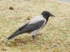 cHooded Crow 5115.jpg