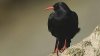 chough_nb_tcm9-94034.jpg