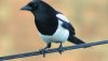 magpie1_tcm9-65582.jpg