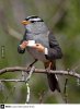 a_bird_enjoying_coffee-275757.jpg