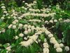 tmp_959-coffee-flowers-coorg-1355001454_b-1194090888.jpg