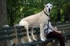 tmp_19399-Funny picture of a big dog sitting on a park bench-1471273606.jpg