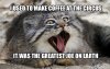 pallas-cat-coffee-pun-8.jpg