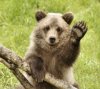 Bear Wave @.jpg