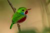 cuban tody.JPG