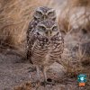 island-conservation-science-burrowing-owl-cabritos-island-4.jpg