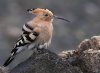 107140142.fffEJdbM.Hoopoe1.jpg