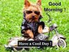 Funny-Good-Morning-Images-Wishes-SMS-Messages.jpg