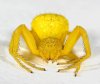 syellowcrabspider.jpg