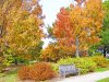 autumn_trees_and_bench_in_a_park_196287.jpg