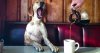 1_puppy-cafe-750x400.jpg