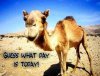 2674552ee219eb80b23c3700b1d260ae--funny-camels-hump-day-camel.jpg