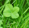 four-leaf-clover-genes_mutation.jpg