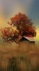 Autumn-wallpaper-11085731.jpg