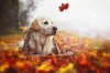 Cute-Autumn-Dog-Photos-By-Photographer-Golden-Retriever-MALI-1.jpg