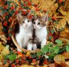 12527-Kittens-in-an-autumn-basket.jpg