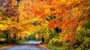 1430470044229659504colorful-autumn-road-trees-park_1920x1080.jpg