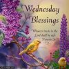 240277-Wednesday-Blessings-Trust-In-The-Lord.jpg