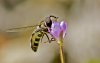 Feeding Hoverfly zoom.jpg