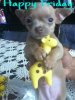 d2bd7c5985c4ebe1d7f146c50703c2af--cute-puppies-puppys.jpg