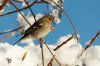 Chaffinch 4.jpg