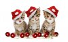 christmas-kittens-holiday-hd-wallpaper-1920x1200-20517.jpg