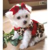 e61eb2704580548f592a4b943f3ecef1--cute-christmas-outfits-christmas-elf.jpg