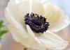 anemone small.jpg