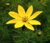 coreopsis.jpg