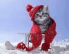 Cute-Christmas-Cat-December-Wallpaper-of-Winter-Season-of-Joy.jpg