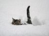 cat-in-snow.jpg