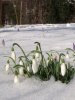 Galanthus-Snowdrop.jpg