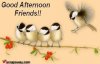 264526-Good-Afternoon-Friends.jpg