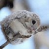 bb3c7cb0c389f7201f801f7bf70862a6--flying-squirrel-baby-squirrel.jpg