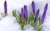 early-spring-clipart-19.jpg