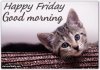 241841-Good-Morning-Happy-Friday-Quote-With-A-Cute-Kitten.jpg