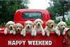 happy-weekend-puppies-in-the-car.jpg