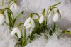 snowdrops-snow.jpg