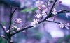 spring-branch-branch-flower-pink-bloom-bokeh.jpg