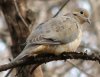 mourning_dove_7.jpg