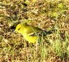 bird yellow 1.jpg