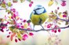 Spring-bird-1-624x415.jpg