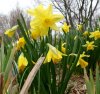 3-28-2017-daffodills.jpg