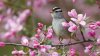 587277780-spring-birds-wallpaper.jpg