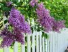 193882-668x510-Lilacs-flowers.jpg